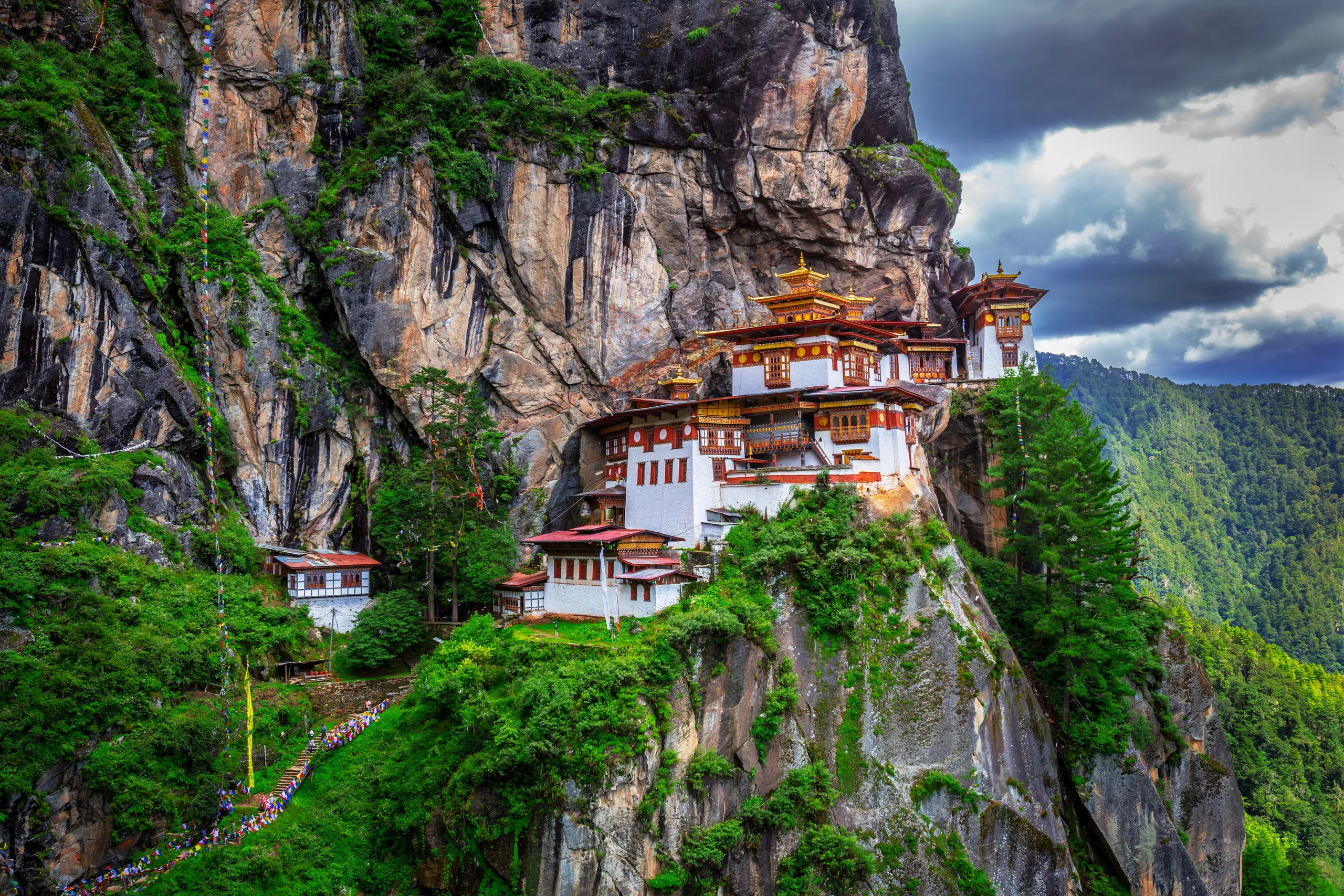 Paro image